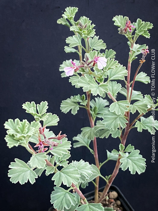 Pelargonium abrotanifolium with finely divided aromatic foliage cultivated at TOMs FLOWer CLUB