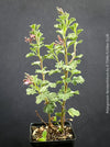 Rare South African species Pelargonium abrotanifolium growing in mineral-organic substrate