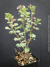 Organically grown Pelargonium abrotanifolium displaying delicate lilac-pink flowers