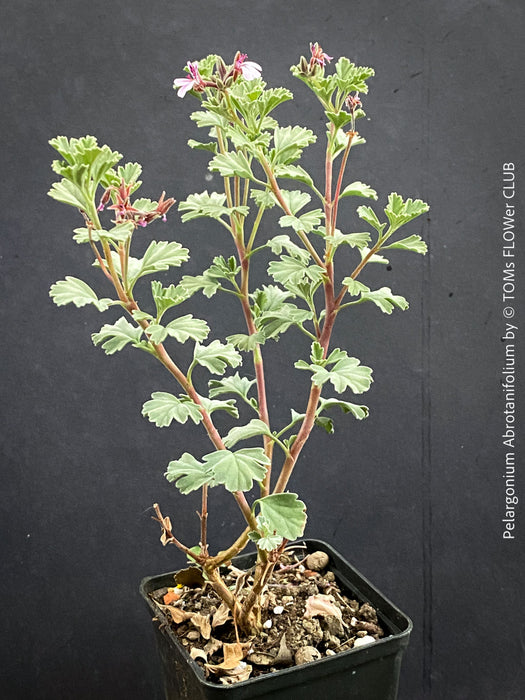 Organically grown Pelargonium abrotanifolium displaying delicate lilac-pink flowers