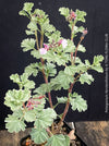 Flower detail of Pelargonium abrotanifolium displaying delicate lilac-pink flowers
