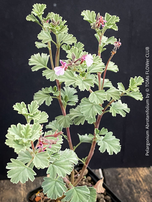 Flower detail of Pelargonium abrotanifolium displaying delicate lilac-pink flowers