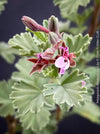 Lilac flowers of organically grown Pelargonium abrotanifolium displaying delicate lilac-pink flowers