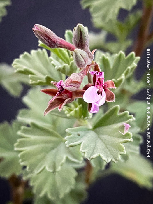 Lilac flowers of organically grown Pelargonium abrotanifolium displaying delicate lilac-pink flowers