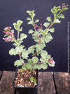 Mature Pelargonium abrotanifolium from own propagation and organic cultivation