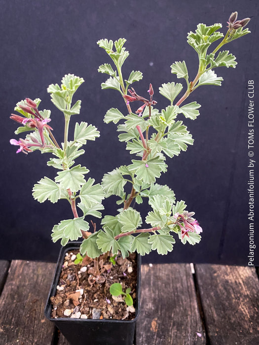 Mature Pelargonium abrotanifolium from own propagation and organic cultivation