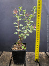 Mature Pelargonium abrotanifolium from own propagation and organic cultivation