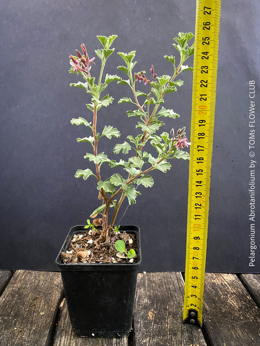 Mature Pelargonium abrotanifolium from own propagation and organic cultivation