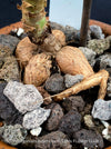 Caudex of Pelargonium Ardens for sale at TOMs FLOWer CLUB