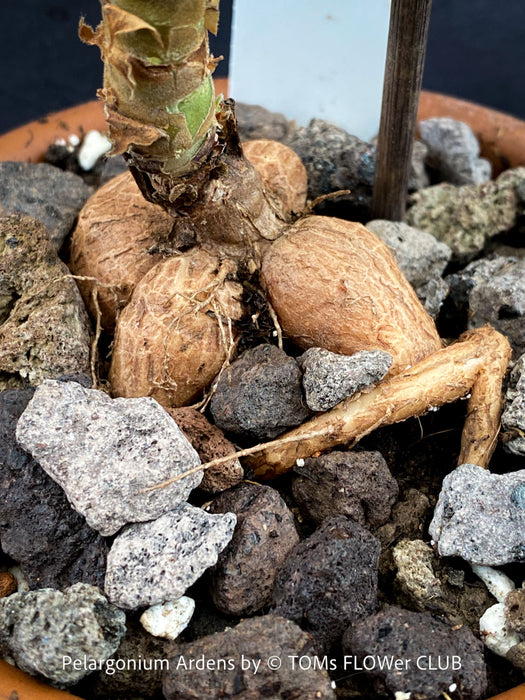 Caudex of Pelargonium Ardens for sale at TOMs FLOWer CLUB