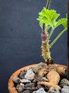 Caudex plant Pelargonium Ardens for sale at TOMs FLOWer CLUB