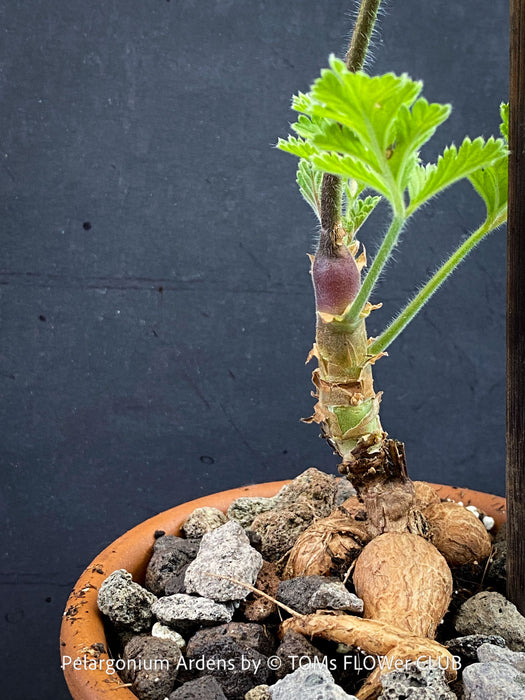 Caudex plant Pelargonium Ardens for sale at TOMs FLOWer CLUB