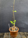 Caudex plant of Pelargonium Ardens for sale at TOMs FLOWer CLUB
