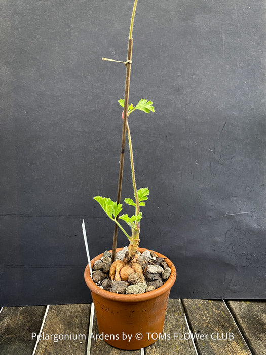Caudex plant of Pelargonium Ardens for sale at TOMs FLOWer CLUB