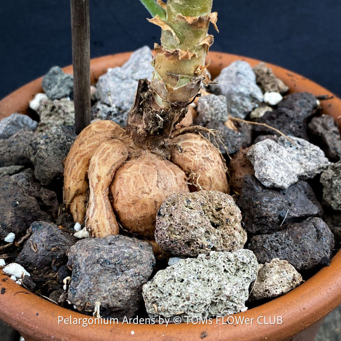 Caudex of Pelargonium Ardens for sale at TOMs FLOWer CLUB