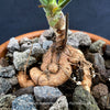 Close-up of a potted plant with visible roots and stones on a dark background