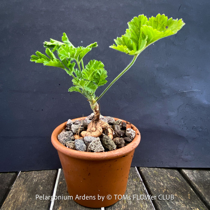 Pelargonium Ardens for sale at TOMs FLOWer CLUB