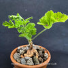 Potted plant with green leaves on a dark background, featuring 'TOM's FLOWER CLUB' branding.