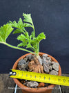 Bonsai like Pelargonium Ardens for sale at TOMs FLOWer CLUB