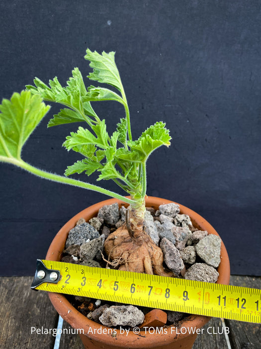 Bonsai like Pelargonium Ardens for sale at TOMs FLOWer CLUB
