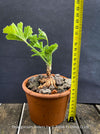 Bonsai like Pelargonium Ardens for sale at TOMs FLOWer CLUB