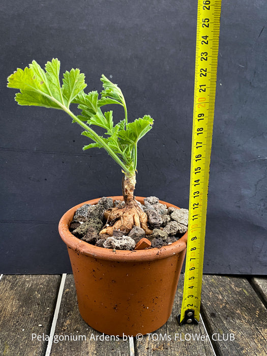 Bonsai like Pelargonium Ardens for sale at TOMs FLOWer CLUB