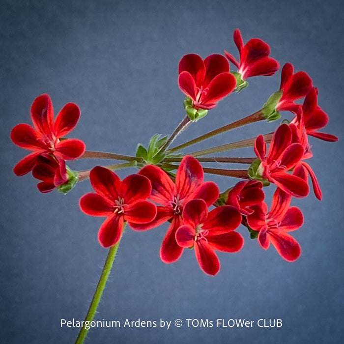 Red flowers with green stems on a dark blue background, labeled 'Pelargonium Ardens by TOMs FLOWER CLUB'.