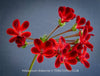 red flowers of Pelargonium Ardens for sale at TOMs FLOWer CLUB