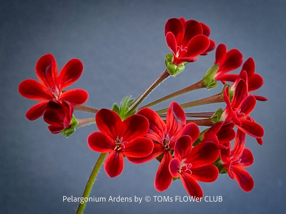 red flowers of Pelargonium Ardens for sale at TOMs FLOWer CLUB