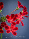 Close-up of red flowers of Pelargonium Ardens for sale at TOMs FLOWer CLUB
