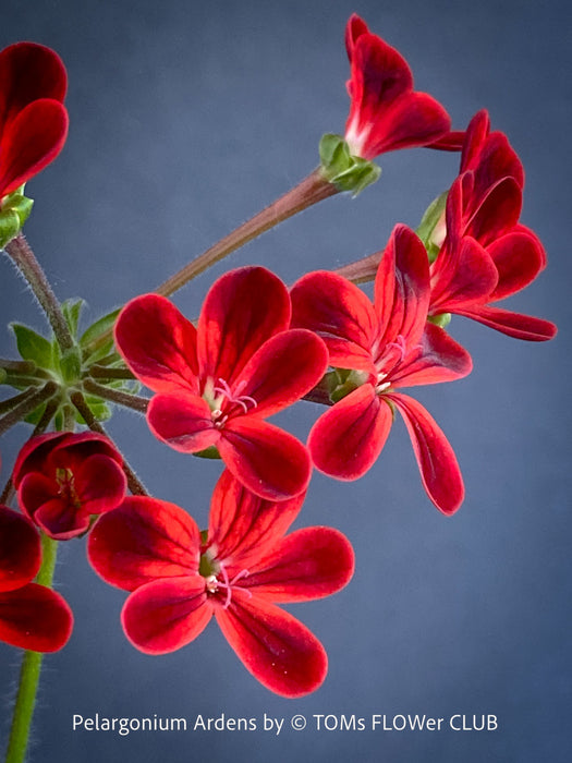 Close-up of red flowers of Pelargonium Ardens for sale at TOMs FLOWer CLUB