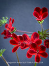 red flowers of Pelargonium Ardens for sale at TOMs FLOWer CLUB