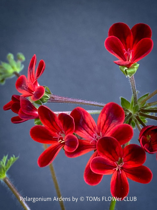 red flowers of Pelargonium Ardens for sale at TOMs FLOWer CLUB