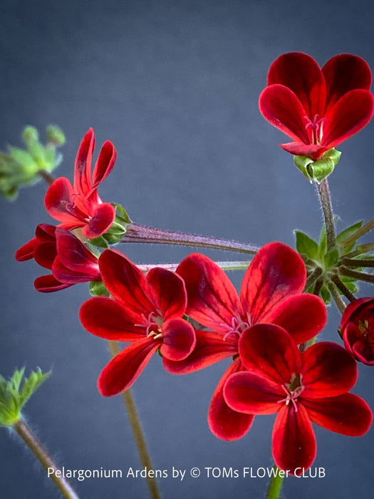 red flowers of Pelargonium Ardens for sale at TOMs FLOWer CLUB