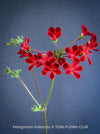 red flowers of Pelargonium Ardens for sale at TOMs FLOWer CLUB