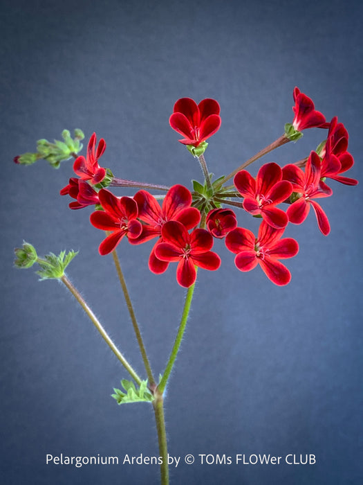 red flowers of Pelargonium Ardens for sale at TOMs FLOWer CLUB