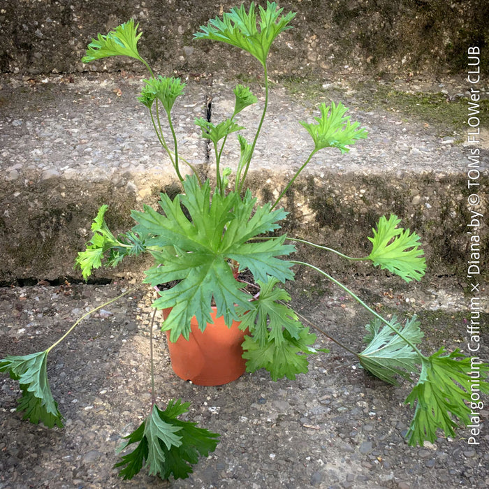 Pelargonium caffrum x Diana potted scented Pelargonium hybrid drought tolerant plant for sale at TOMs FLOWer CLUB Zurich Switzerland