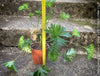 Pelargonium caffrum x Diana ornamental Pelargonium collector plant sunny location for sale at TOMs FLOWer CLUB Zurich Switzerland
