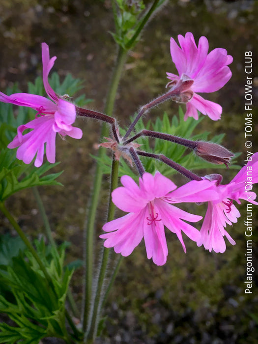 rare Pelargonium caffrum Diana hybrid shrubby scented geranium plant for sale at TOMs FLOWer CLUB Zurich Switzerland