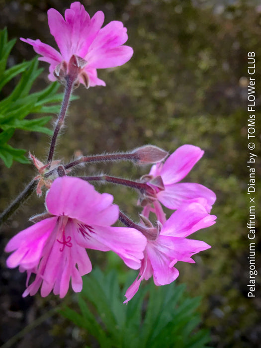 Pink flowers of Pelargonium caffrum Diana hybrid aromatic South African geranium plant for sale at TOMs FLOWer CLUB Zurich Switzerland