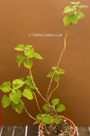 Pelargonium caylae, cutting, Stealing, Madagaskar, succulents, organically grown plants for sale at TOMs FLOWer CLUB.