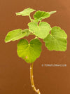 Pelargonium caylae, cutting, Stealing, Madagaskar, succulents, organically grown plants for sale at TOMs FLOWer CLUB.