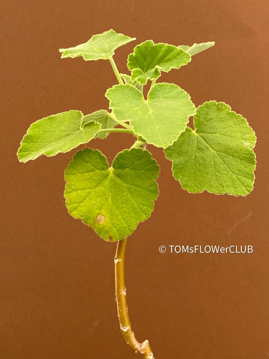 Pelargonium caylae, cutting, Stealing, Madagaskar, succulents, organically grown plants for sale at TOMs FLOWer CLUB.