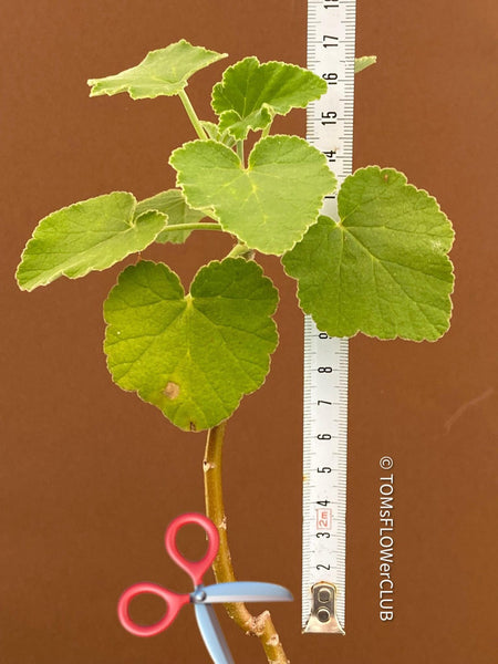 Pelargonium caylae, cutting, Stealing, Madagaskar, succulents, organically grown plants for sale at TOMs FLOWer CLUB.