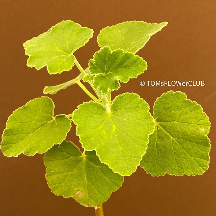 Pelargonium caylae, cutting, Stealing, Madagaskar, succulents, organically grown plants for sale at TOMs FLOWer CLUB.