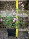 fine leaved Pelargonium hybrid South African species aromatic foliage plant for sale at TOMs FLOWer CLUB Zurich Switzerland
