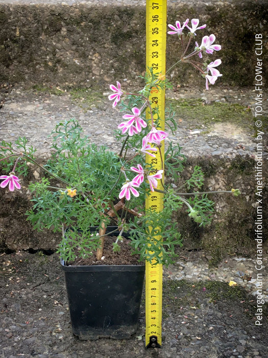 fine leaved Pelargonium hybrid South African species aromatic foliage plant for sale at TOMs FLOWer CLUB Zurich Switzerland