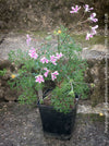 Pelargonium coriandrifolium anethifolium botanical collector geranium rare species plant for sale at TOMs FLOWer CLUB Zurich Switzerland