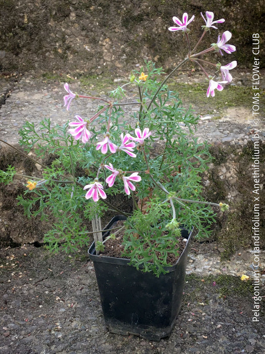 Pelargonium coriandrifolium anethifolium botanical collector geranium rare species plant for sale at TOMs FLOWer CLUB Zurich Switzerland
