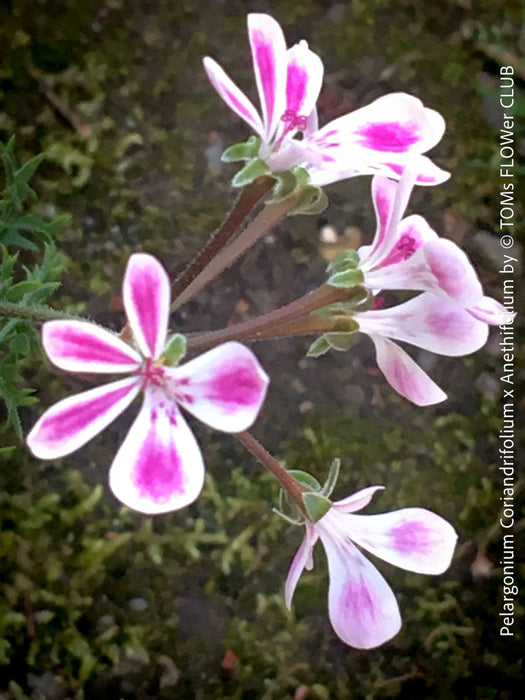 Pelargonium coriandrifolium x anethifolium rare fine leaved species hybrid collector plant for sale at TOMs FLOWer CLUB Zurich Switzerland